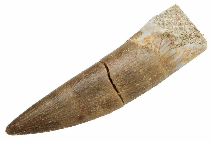 Fossil Plesiosaur (Zarafasaura) Tooth - Morocco #231087